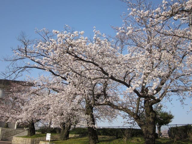 桜お花見無料開放
